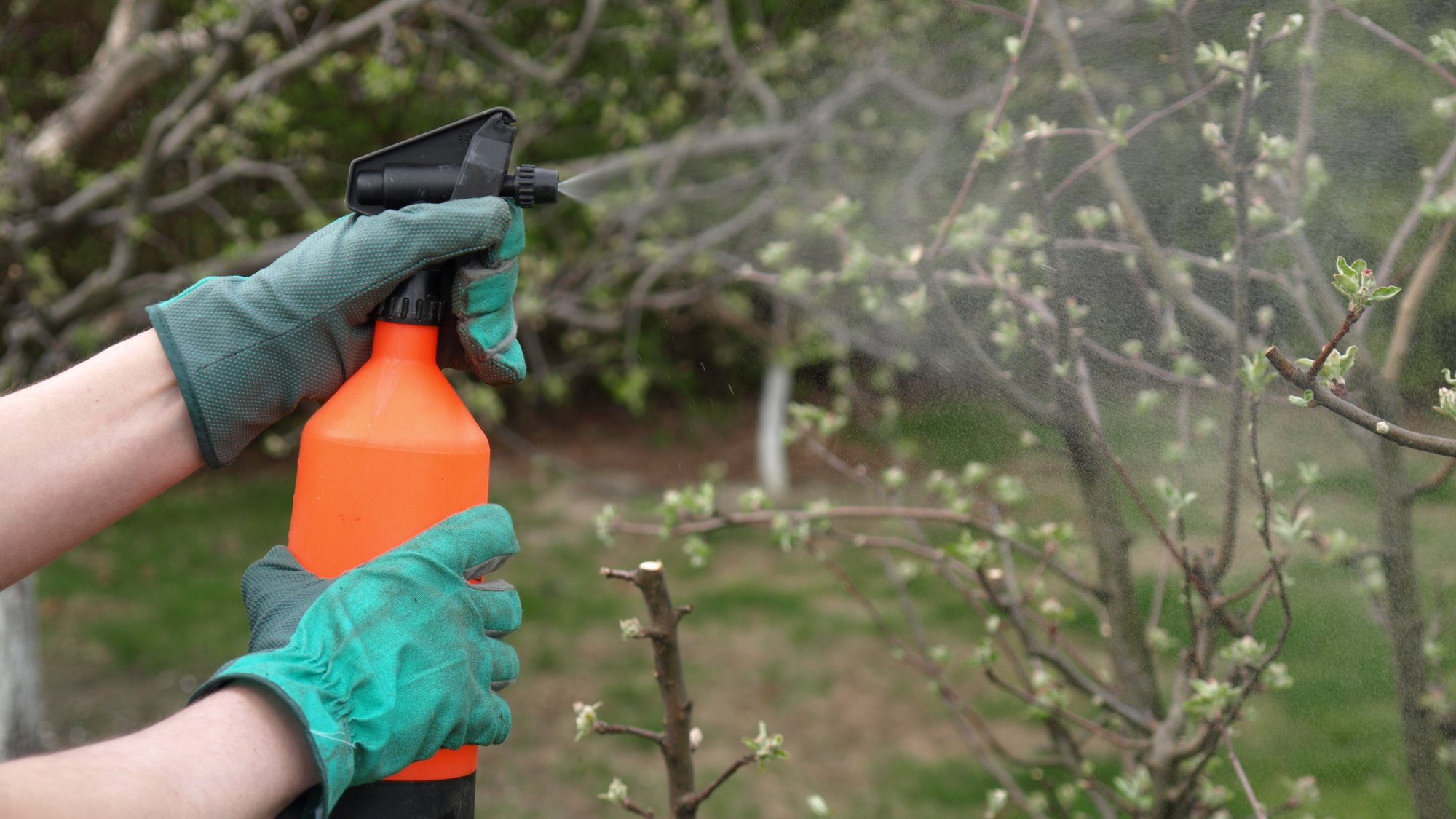 Spraying the trees in orchard with protecting spray